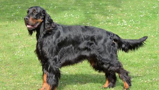 Gordon setter rescue sales available